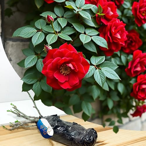 Wurzelnackte rote Kletterrose 'Paul Scarlet' – kräftige, duftende Rose für Rankgitterklettern, Gartenrabatten & Landschaftsmerkmale von Blue Magic Design