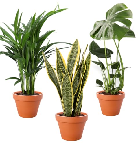 3er-Pflanzen-Set, Monstera (55-65cm), Sansevieria (50-60), Goldfrucht (50-60cm), Pflanzen für Wohnung und Büro, Qualität vom Pflanzen Profi, Schneller Pflanzenversand, Raumbegrünung von Blume Ideal