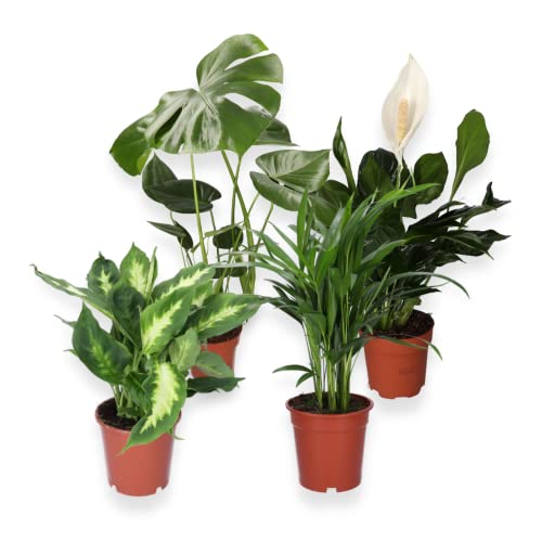 4er-Set, Monstera & Dieffenbachia & Spathiphyllum & Areca, 40-45cm, 12er Topf, Pflanzen für Wohnung und Büro, Qualität vom Pflanzen Profi, Schneller Pflanzenversand, Raumbegrünung von Blume Ideal