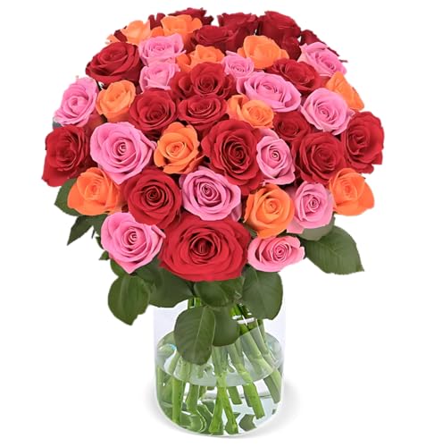 Blume Ideal Rosenstrauß - 20 Rosen - Rosenbeet - Ø 40–50 cm - Echte premium Blumen für Hochzeit & Deko - 7 Tage Frischegarantie - in verschiedenen Farben und Mengen Blume Ideal Rosenstrauß - 20 Rosen - Rosenbeet - Ø 40–50 cm - Echte premium Blumen für Hochzeit & Deko - 7 Tage Frischegarantie - in verschiedenen Farben und Mengen von Blume Ideal