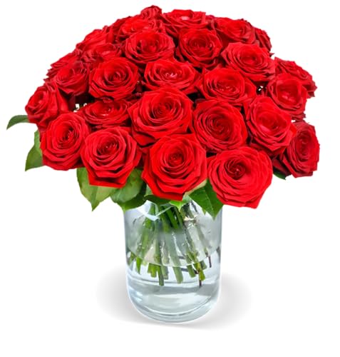 Blume Ideal Rosenstrauß - 40 Rosen - Naomi Rot - Ø 40–50 cm - Echte premium Blumen für Hochzeit & Deko - 7 Tage Frischegarantie - in verschiedenen Farben und Mengen Blume Ideal Rosenstrauß - 40 Rosen - Naomi Rot - Ø 40–50 cm - Echte premium Blumen für Hochzeit & Deko - 7 Tage Frischegarantie - in verschiedenen Farben und Mengen von Blume Ideal