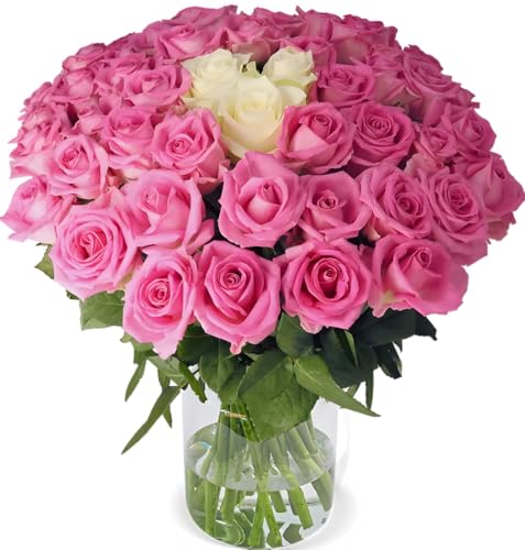 Blume Ideal Rosenstrauß "Pink Special" | 40 Pink-Weiße Rosen | Ø 40–50 cm | Premium Rosen von Floristen | Top Qualität | 7-Tage-Frischegarantie | Ideales Blumengeschenk Blume Ideal Rosenstrauß "Pink Special" | 40 Pink-Weiße Rosen | Ø 40–50 cm | Premium Rosen von Floristen | Top Qualität | 7-Tage-Frischegarantie | Ideales Blumengeschenk von Blume Ideal