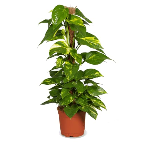 Efeutute, Epipremnum Aureum, 60cm, Zimmerpflanze für Wohnung und Büro, Qualität vom Pflanzen Profi, Schneller Pflanzenversand, Ideale Raumbegrünung von Blume Ideal