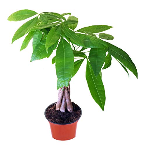 Glückskastanie, Pachira aquatica, 40-50cm, ø 12cm Topf, Zimmerpflanze für Wohnung und Büro, Qualität vom Pflanzen Profi, Schneller Pflanzenversand, Ideale Raumbegrünung von Blume Ideal