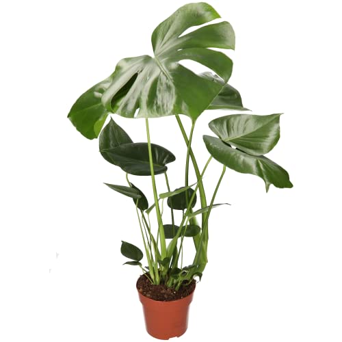 Monstera Deliciosa, 55-70cm, 14cm Topf, Zimmerpflanze für Wohnung und Büro, Qualität vom Pflanzen Profi, Schneller Pflanzenversand, Raumbegrünung von Blume Ideal