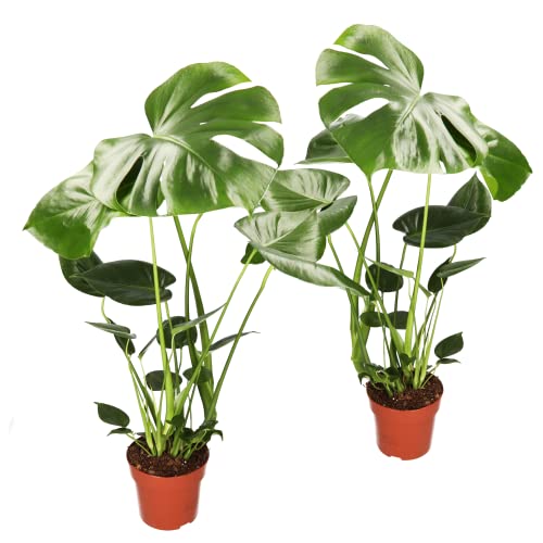 Monstera Deliciosa 2er-Set, 55-70cm, 14cm Topf Ø, Pflanzen-Set für Wohnung und Büro, Qualität vom Pflanzen Profi, Schneller Pflanzenversand, Ideale Raumbegrünung von Blume Ideal