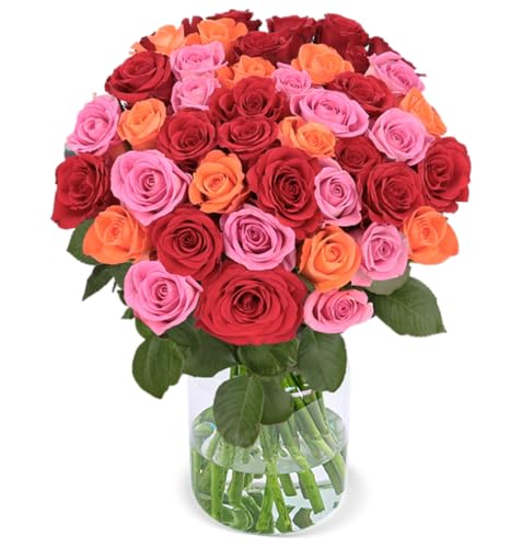 XXL Rosenstrauß, Rosenbeet" mit 50 Rosen als Ideales Blumengeschenk, Rosen in Rot, Pink & Orange, 50 cm, Qualität vom Floristen, 7-Tage-Frischegarantie, Schneller Blumenversand von Blume Ideal