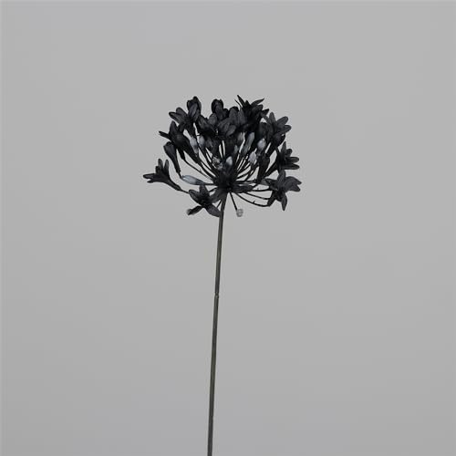 Agapanthus, Black, künstliche Blüte, hochwertige verarbeitet, Farbe: schwarz, 72 cm - 1 Stück von Blumen Eber