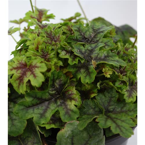 Blumen Eber Heucherella / Heuchera 'Tapestry' - Bastard-Schaumblüte 'Tapestry', im Topf 12 cm - 12 cm, HEUTAPE12 Blumen Eber Heucherella / Heuchera 'Tapestry' - Bastard-Schaumblüte 'Tapestry', im Topf 12 cm - 12 cm, HEUTAPE12 von Blumen Eber