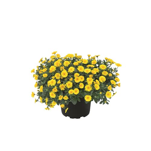 Calendula 'Powerdaisy Sunny', gelb - Ringelblume, Luggi - Pflanze des Jahres 2018, im Topf 12 cm - 12 cm Calendula 'Powerdaisy Sunny', gelb - Ringelblume, Luggi - Pflanze des Jahres 2018, im Topf 12 cm - 12 cm von Blumen Eber