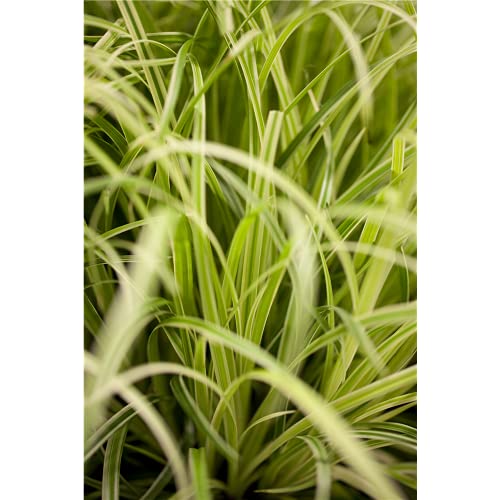 Carex oshimensis Evergold - gelbgrüne Garten-Segge - im Topf 11 cm, in Gärtnerqualität von Blumen Eber - 11 cm von Blumen Eber