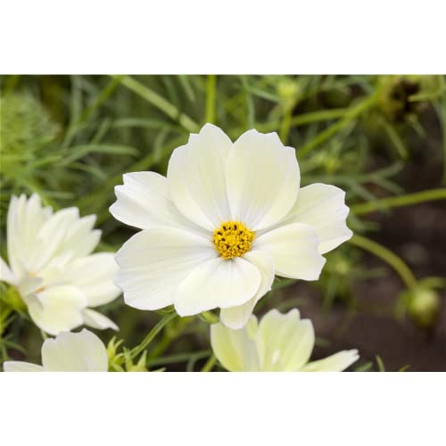 Cosmea Schmuckkörbchen 'Weiß' - Cosmos bipinnatus, im Topf 12 cm - 12 cm von Blumen Eber