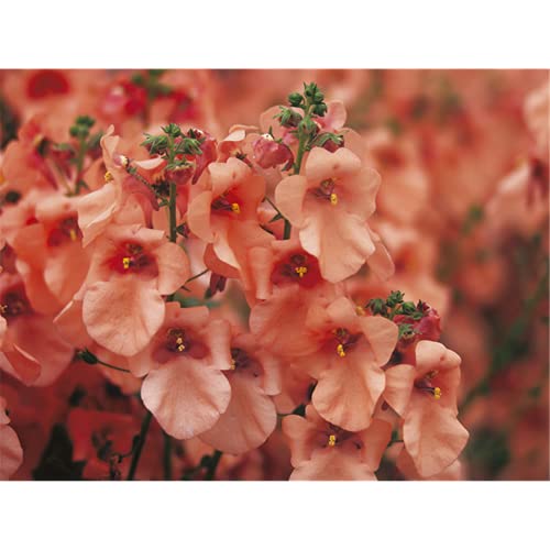 Diascia barberae, lachs - Elfensporn, lachsfarben, im Topf 11 cm - 11 cm von Blumen Eber
