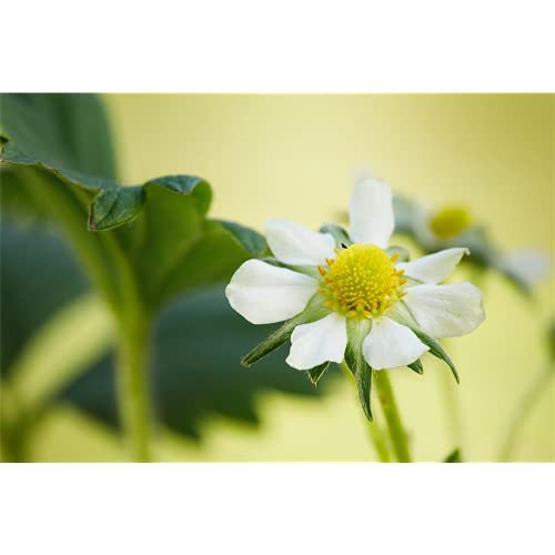 Erdbeeren, Fragaria x ananassa 'Elan', mehrjährig - Pflanze im Topf 11 cm, in Gärtnerqualität von Blumen Eber - 11cm von Blumen Eber