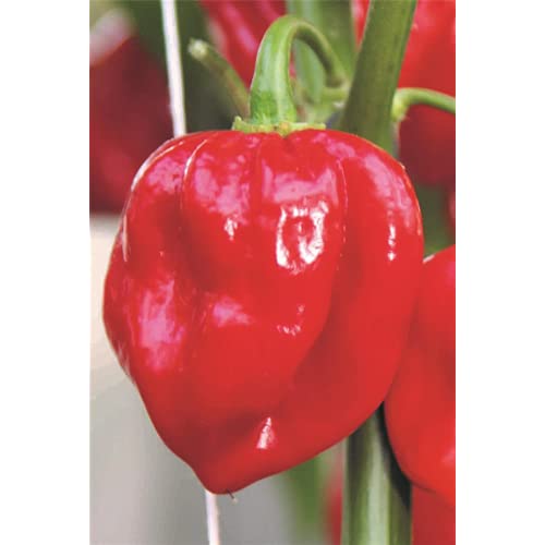 Habanero 'Calita® Red', Capsicum chinense, Chili-Pflanze - im Topf 11 cm, in Gärtnerqualität von Blumen Eber - 11 cm von Blumen Eber