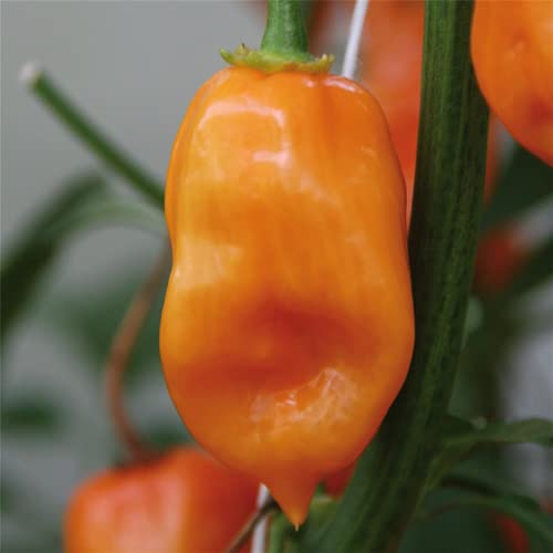 Habanero Chili, orange, Capsicum chinense 'Habanero', Chili-Pflanze - im Topf 11 cm, in Gärtnerqualität von Blumen Eber - 11 cm von Blumen Eber