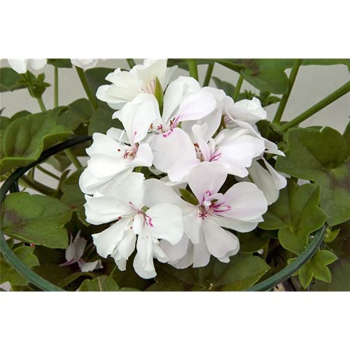 Hängegeranie 'Royal White', weiß gefüllt - Pelargonium peltatum 'Royal White', im Topf 12 cm, in Gärtnerqualität von Blumen Eber - 12 cm von Blumen Eber