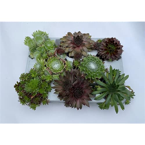 HAUSWURZ MIX SET - Dachwurz, Sempervivum, winterhart, 8er im Topf 9-10 cm in Gärtnerqualität von Blumen Eber - 8er Mix von Blumen Eber