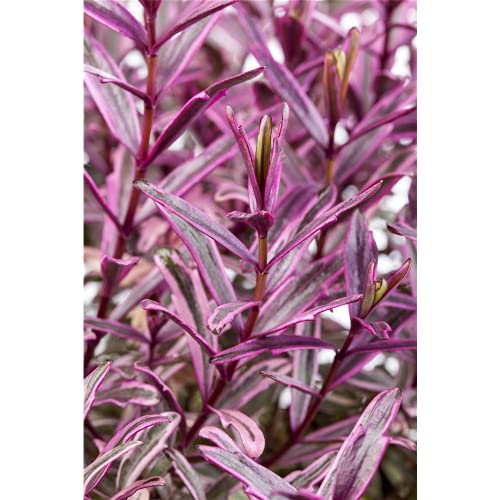 Hebe Strauchveronika 'Magicolors' - im Topf 11 cm, in Gärtnerqualität von Blumen Eber - 11 cm Hebe Strauchveronika 'Magicolors' - im Topf 11 cm, in Gärtnerqualität von Blumen Eber - 11 cm von Blumen Eber