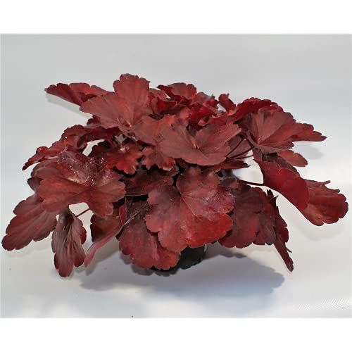 Heuchera, Purpurglöckchen "Royal Ruby" - winterhart, im Topf 12 cm, in Gärtnerqualität von Blumen Eber - 12 cm Heuchera, Purpurglöckchen "Royal Ruby" - winterhart, im Topf 12 cm, in Gärtnerqualität von Blumen Eber - 12 cm von Blumen Eber