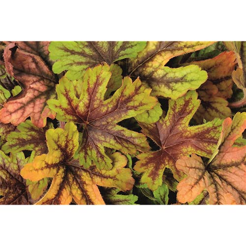 Heuchera/Hecherella - Purpurglöckchen "Alabama Sunrise" - winterhart, im Topf 12 cm, in Gärtnerqualität von Blumen Eber - 12cm Heuchera/Hecherella - Purpurglöckchen "Alabama Sunrise" - winterhart, im Topf 12 cm, in Gärtnerqualität von Blumen Eber - 12cm von Blumen Eber