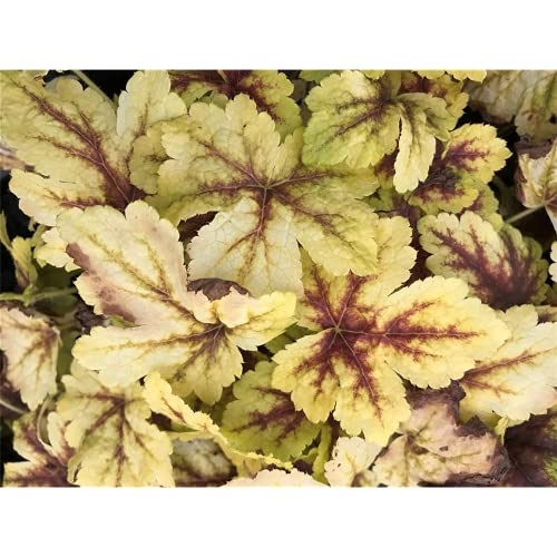 Heuchera/Heucherella- Purpurglöckchen "Golden Zebra" - winterhart, im Topf 12 cm, in Gärtnerqualität von Blumen Eber - 12 cm Heuchera/Heucherella- Purpurglöckchen "Golden Zebra" - winterhart, im Topf 12 cm, in Gärtnerqualität von Blumen Eber - 12 cm von Blumen Eber