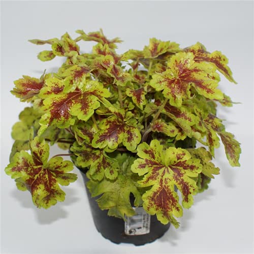 Heuchera/Heucherella- Purpurglöckchen 'Solar Power' - winterhart, im Topf 12 cm, in Gärtnerqualität von Blumen Eber - 12 cm von Blumen Eber