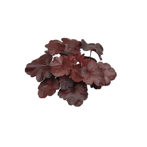 Heuchera 'Galaxy' - Purpurglöckchen, winterhart, im Topf 12 cm, in Gärtnerqualität von Blumen Eber - 12 cm Heuchera 'Galaxy' - Purpurglöckchen, winterhart, im Topf 12 cm, in Gärtnerqualität von Blumen Eber - 12 cm von Blumen Eber