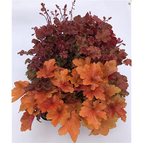 Heuchera Mix Set rot-orange, Purpurglöckchen, 6 Töpfe a 12 cm - winterhart, in Gärtnerqualität von Blumen Eber - 6 Töpfe a 12 cm von Blumen Eber