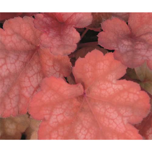 Heuchera - Purpurglöckchen "Amber Lady" - winterhart, im Topf 12 cm, in Gärtnerqualität von Blumen Eber - 12cm Heuchera - Purpurglöckchen "Amber Lady" - winterhart, im Topf 12 cm, in Gärtnerqualität von Blumen Eber - 12cm von Blumen Eber