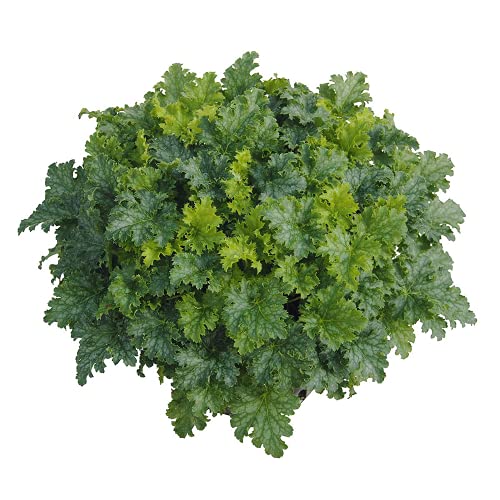 Heuchera - Purpurglöckchen "Apple Crisp" - winterhart, im Topf 12 cm, in Gärtnerqualität von Blumen Eber - 12cm Heuchera - Purpurglöckchen "Apple Crisp" - winterhart, im Topf 12 cm, in Gärtnerqualität von Blumen Eber - 12cm von Blumen Eber
