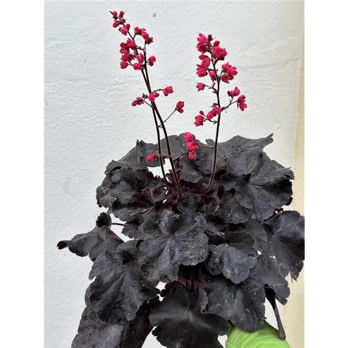 Heuchera - Purpurglöckchen "Black Forest Cake" - winterhart, im Topf 12 cm, in Gärtnerqualität von Blumen Eber - 12cm Heuchera - Purpurglöckchen "Black Forest Cake" - winterhart, im Topf 12 cm, in Gärtnerqualität von Blumen Eber - 12cm von Blumen Eber