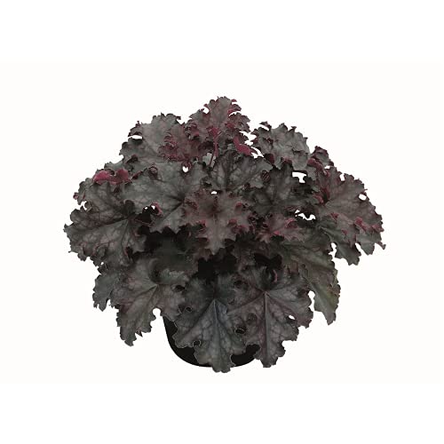 Heuchera - Purpurglöckchen ""Black Knight"" - winterhart, im Topf 12 cm, in Gärtnerqualität von Blumen Eber - 12cm Heuchera - Purpurglöckchen ""Black Knight"" - winterhart, im Topf 12 cm, in Gärtnerqualität von Blumen Eber - 12cm von Blumen Eber