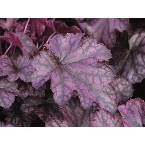 Heuchera - Purpurglöckchen ""Blackberry Jam"" - winterhart, im Topf 12 cm, in Gärtnerqualität von Blumen Eber - 12cm Heuchera - Purpurglöckchen ""Blackberry Jam"" - winterhart, im Topf 12 cm, in Gärtnerqualität von Blumen Eber - 12cm von Blumen Eber