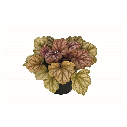 Heuchera - Purpurglöckchen "Champagne" Neuheit - winterhart, im Topf 12 cm, in Gärtnerqualität von Blumen Eber - 12cm Heuchera - Purpurglöckchen "Champagne" Neuheit - winterhart, im Topf 12 cm, in Gärtnerqualität von Blumen Eber - 12cm von Blumen Eber