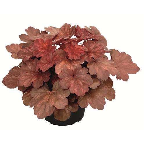 Heuchera - Purpurglöckchen "Cherry Cola" - winterhart, im Topf 12 cm, in Gärtnerqualität von Blumen Eber - 12cm Heuchera - Purpurglöckchen "Cherry Cola" - winterhart, im Topf 12 cm, in Gärtnerqualität von Blumen Eber - 12cm von Blumen Eber