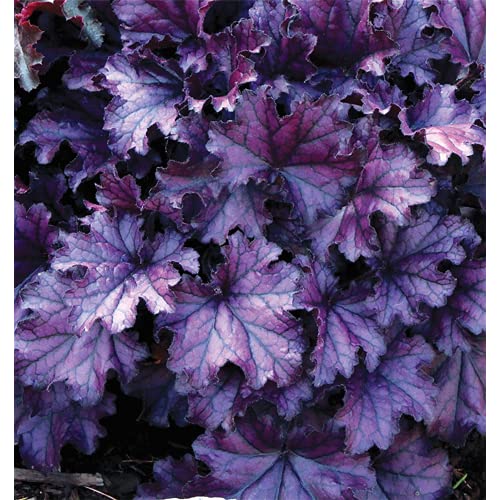 Heuchera - Purpurglöckchen "Forever Purple" - winterhart, im Topf 12 cm, in Gärtnerqualität von Blumen Eber - 12cm von Blumen Eber
