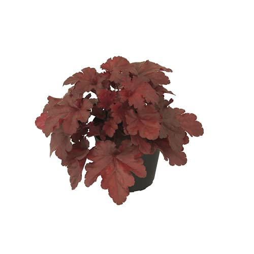 Heuchera – Purpurglöckchen "Forever Red", Neuheit 2019 - winterhart, im Topf 12 cm, in Gärtnerqualität von Blumen Eber - 12 cm von Blumen Eber