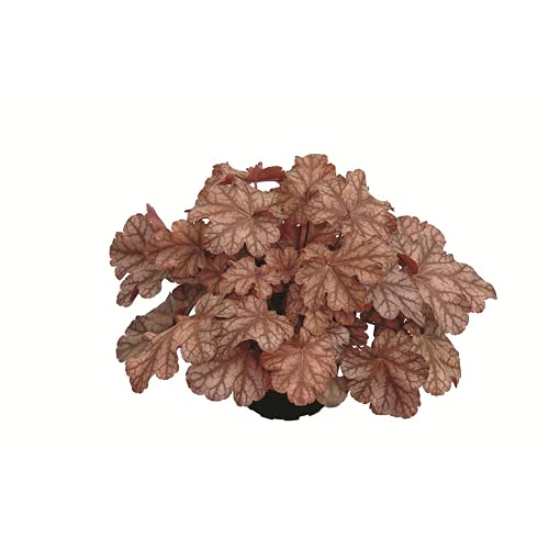 Heuchera - Purpurglöckchen "Frosted Flame" - winterhart, im Topf 12 cm, in Gärtnerqualität von Blumen Eber - 12cm von Blumen Eber