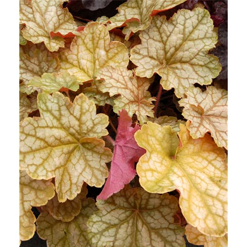 Heuchera - Purpurglöckchen "Ginger Ale" - winterhart, im Topf 12 cm, in Gärtnerqualität von Blumen Eber - 12cm Heuchera - Purpurglöckchen "Ginger Ale" - winterhart, im Topf 12 cm, in Gärtnerqualität von Blumen Eber - 12cm von Blumen Eber