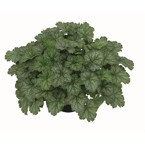 Heuchera - Purpurglöckchen "Little Cuties - Peppermint" - winterhart, im Topf 12 cm, in Gärtnerqualität von Blumen Eber - 12cm von Blumen Eber