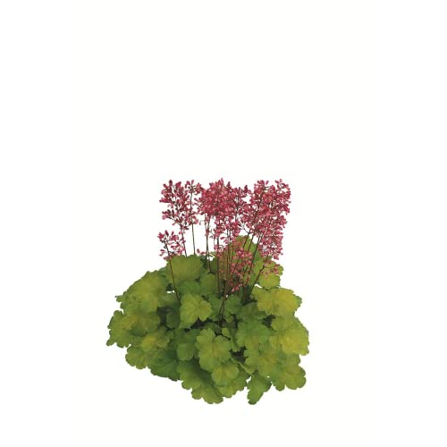 Heuchera - Purpurglöckchen "Little Cuties - Sweet Tart" - winterhart, im Topf 12 cm, in Gärtnerqualität von Blumen Eber - 12 cm von Blumen Eber