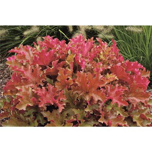 Heuchera - Purpurglöckchen "Marmalade" - winterhart, im Topf 12 cm, in Gärtnerqualität von Blumen Eber - 12cm Heuchera - Purpurglöckchen "Marmalade" - winterhart, im Topf 12 cm, in Gärtnerqualität von Blumen Eber - 12cm von Blumen Eber