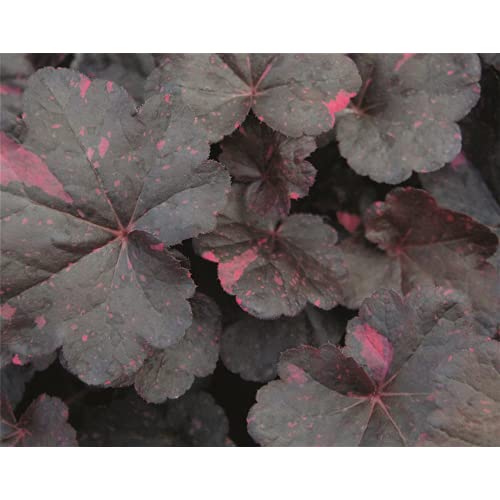 Heuchera - Purpurglöckchen "Midnight Rose" - winterhart, im Topf 12 cm, in Gärtnerqualität von Blumen Eber - 12cm Heuchera - Purpurglöckchen "Midnight Rose" - winterhart, im Topf 12 cm, in Gärtnerqualität von Blumen Eber - 12cm von Blumen Eber