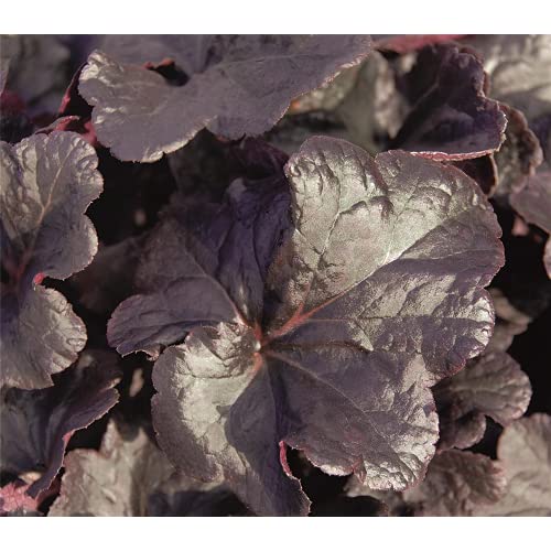 Heuchera - Purpurglöckchen "Obsidian" - winterhart, im Topf 12 cm, in Gärtnerqualität von Blumen Eber - 12cm Heuchera - Purpurglöckchen "Obsidian" - winterhart, im Topf 12 cm, in Gärtnerqualität von Blumen Eber - 12cm von Blumen Eber