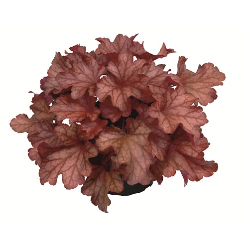 Heuchera - Purpurglöckchen "Paprika" - winterhart, im Topf 12 cm, in Gärtnerqualität von Blumen Eber - 12cm von Blumen Eber