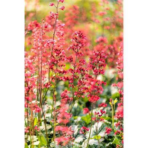 Heuchera - Purpurglöckchen 'Paris' - winterhart, im Topf 12 cm, in Gärtnerqualität von Blumen Eber - 12 cm Heuchera - Purpurglöckchen 'Paris' - winterhart, im Topf 12 cm, in Gärtnerqualität von Blumen Eber - 12 cm von Blumen Eber