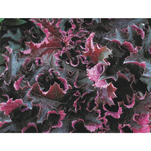 Heuchera - Purpurglöckchen "Purple Petticoats" - winterhart, im Topf 12 cm, in Gärtnerqualität von Blumen Eber - 12cm Heuchera - Purpurglöckchen "Purple Petticoats" - winterhart, im Topf 12 cm, in Gärtnerqualität von Blumen Eber - 12cm von Blumen Eber