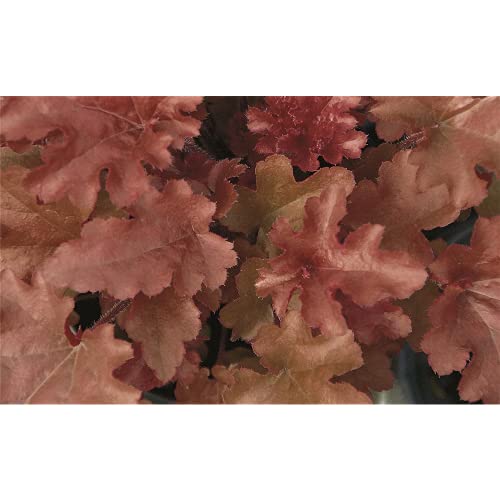 Heuchera - Purpurglöckchen "Red Fury" - winterhart, im Topf 12 cm, in Gärtnerqualität von Blumen Eber - 12cm von Blumen Eber