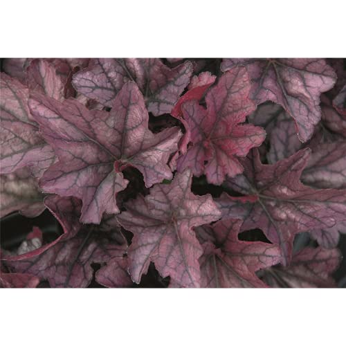 Heuchera - Purpurglöckchen ""Season´s King"" - winterhart, im Topf 12 cm, in Gärtnerqualität von Blumen Eber - 12cm Heuchera - Purpurglöckchen ""Season´s King"" - winterhart, im Topf 12 cm, in Gärtnerqualität von Blumen Eber - 12cm von Blumen Eber